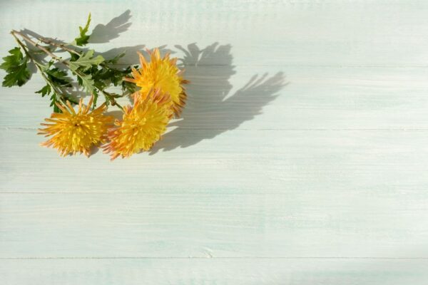 beautiful-yellow-chrysanthemums-flat-lay-2022-10-14-19-31-41-utc